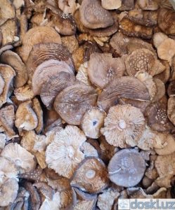 Медицина, фармацевтика: Мухомор пантерный с Алтайского края