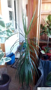 Комнатные растения: Продам Драцена окаймленная высотой более 1 метра