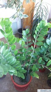 Комнатные растения: Продам Замиокулькас - долларовое дерево, листья до 1 метра.