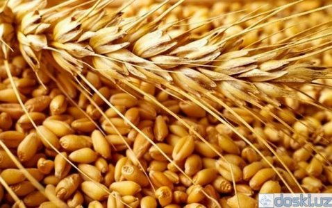 Продовольствие: Казахстанское зерно 5 класс