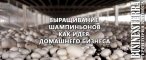 выращивание шампиньонов, как идея домашнего бизнеса