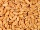 Разные объявления: Пшеница 4класс