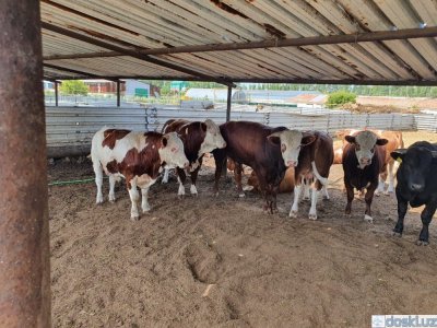 Сельскохозяйственные животные: Продам бычков из России 90 голов