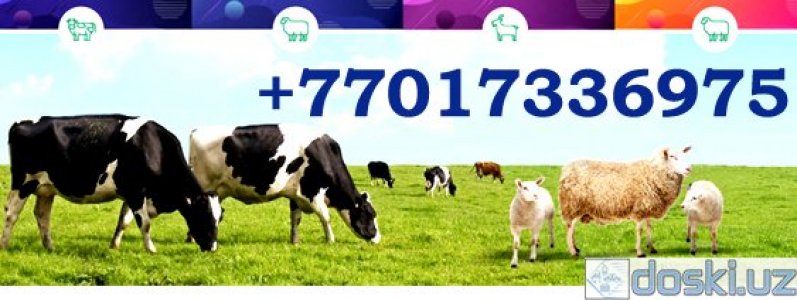 Сельскохозяйственные животные: Надёжная защита здоровья быков, коров и овец
