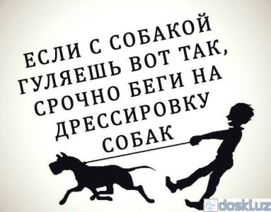 Дрессировка собак: дрессировка собак кинолог.